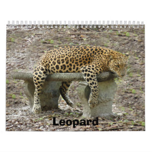 LeopardSundari_010, Leopard Calendar