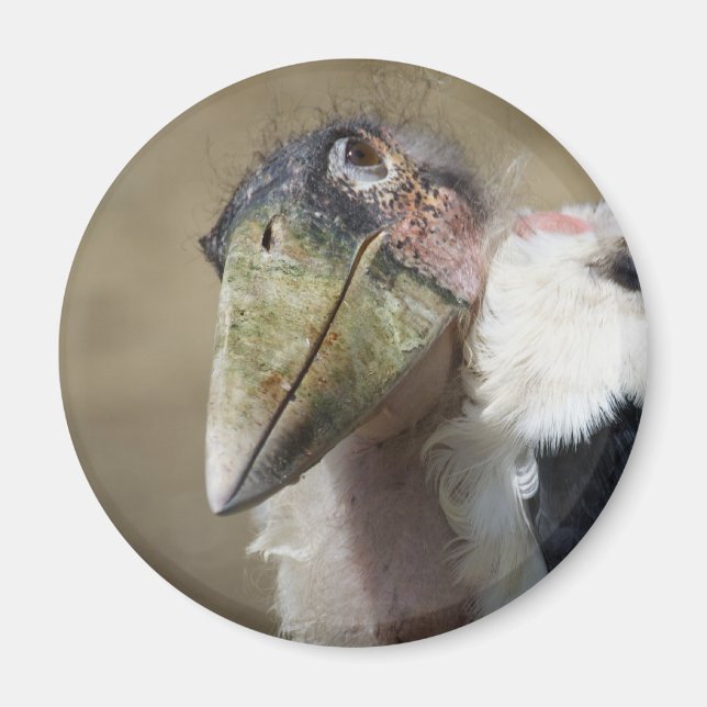 Leptoptilos crumeniferus magnet (Front)