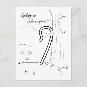 Leptospira Interrogans postcard