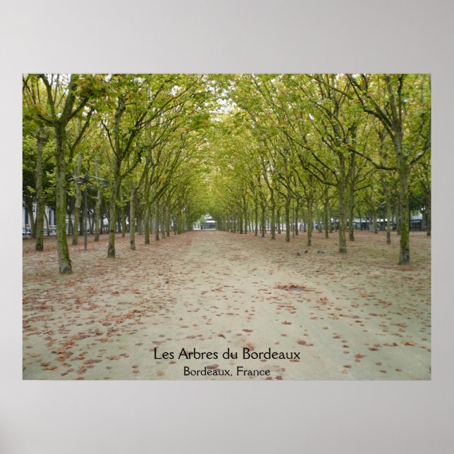 Les Arbres du Bordeaux Poster (Front)