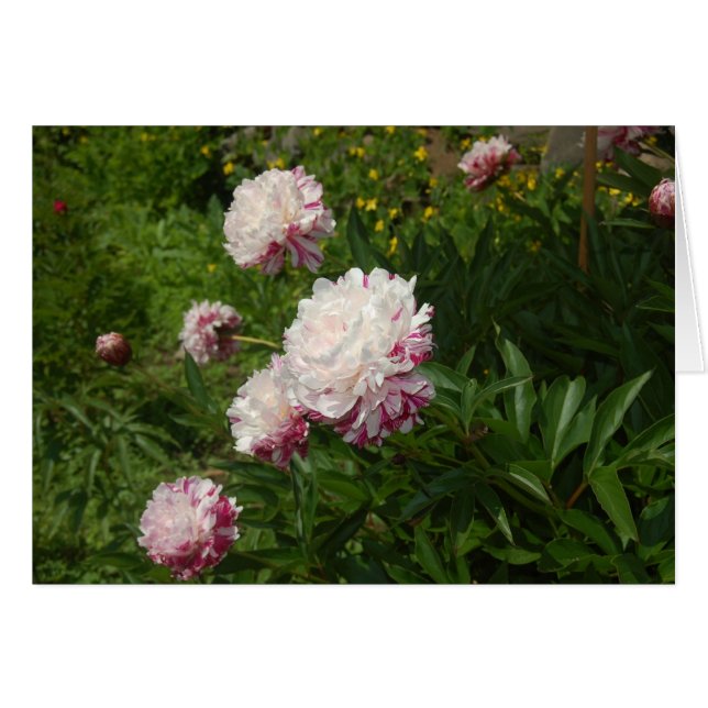 Les Jolies Demoiselles (Front Horizontal)