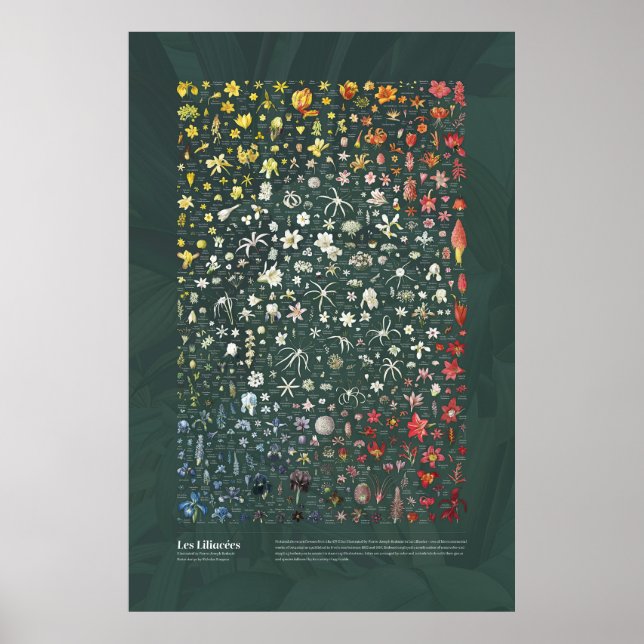 Les Liliacées from Redouté Poster (Front)