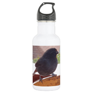 Lesser Antillean Bullfinch 532 Ml Water Bottle