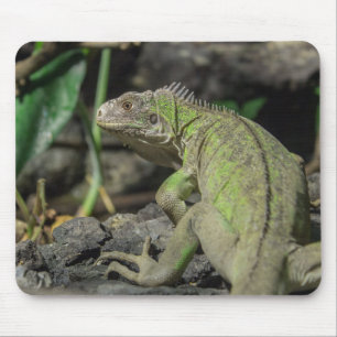 Lesser antilles iguana, Nature, Iguana Mouse Pad