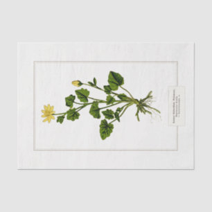 Lesser Celandine Botanical Illustration 1885  Tissue Paper