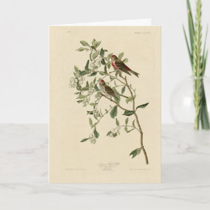 Lesser (Common) Red-Poll, Audubon Birds of America Card
