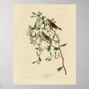 Lesser (Common) Red-Poll, Audubon Birds of America Poster