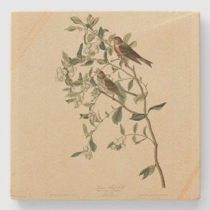 Lesser (Common) Red-Poll, Audubon Birds of America Stone Coaster