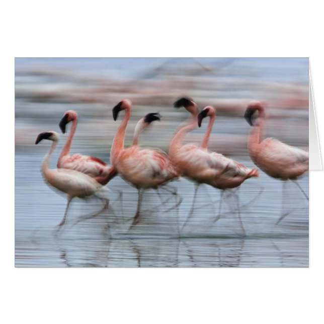Lesser Flamingos in motion, Phoenicopterus (Front Horizontal)