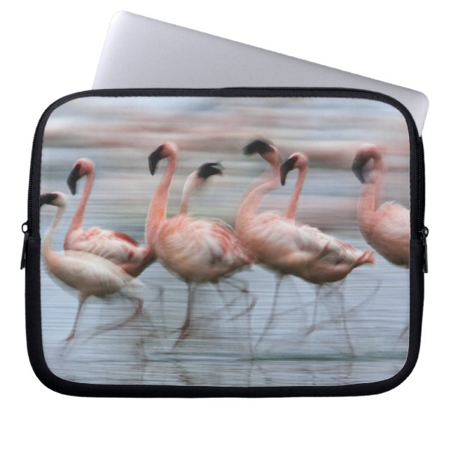 Lesser Flamingos in motion, Phoenicopterus Laptop Sleeve (Front)