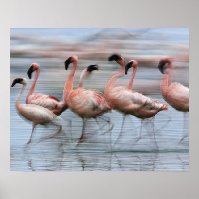 Lesser Flamingos in motion, Phoenicopterus Poster (Front)