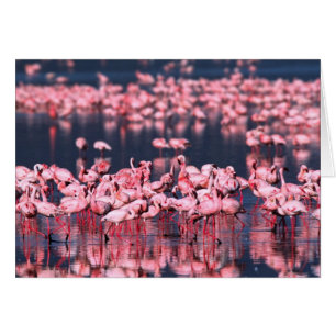 Lesser Flamingos (Phoeniconaias minor), Africa,
