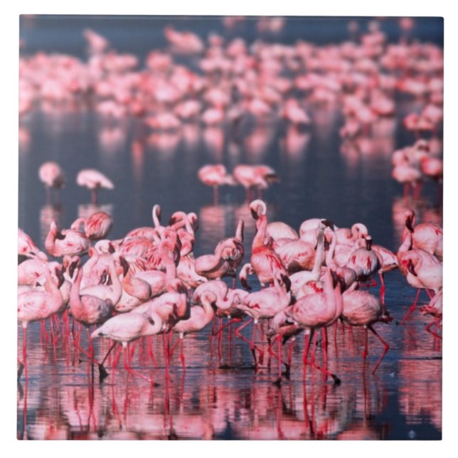 Lesser Flamingos (Phoeniconaias minor), Africa, Ceramic Tile (Front)