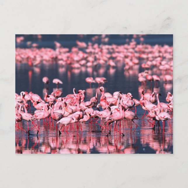 Lesser Flamingos (Phoeniconaias minor), Africa, Postcard (Front)