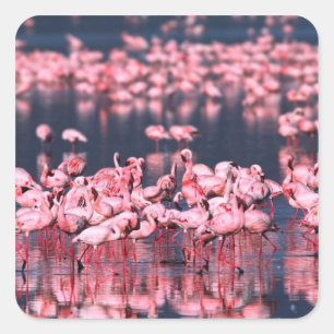 Lesser Flamingos (Phoeniconaias minor), Africa, Square Sticker