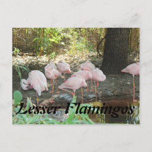 Lesser Flamingos Postcard