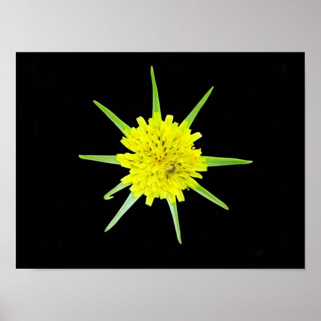 Lesser Goats-beard wild flower Poster (Front)