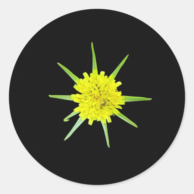 Lesser Goats-beard Wild Flower Stickers (Front)