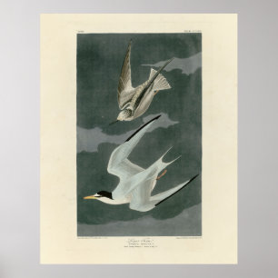 Lesser (Least) Tern - Audubon's Birds of America Poster