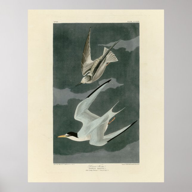 Lesser (Least) Tern - Audubon's Birds of America Poster (Front)