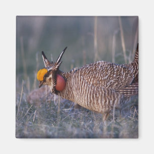 Lesser Prairie-Chicken, Tympanuchus Magnet