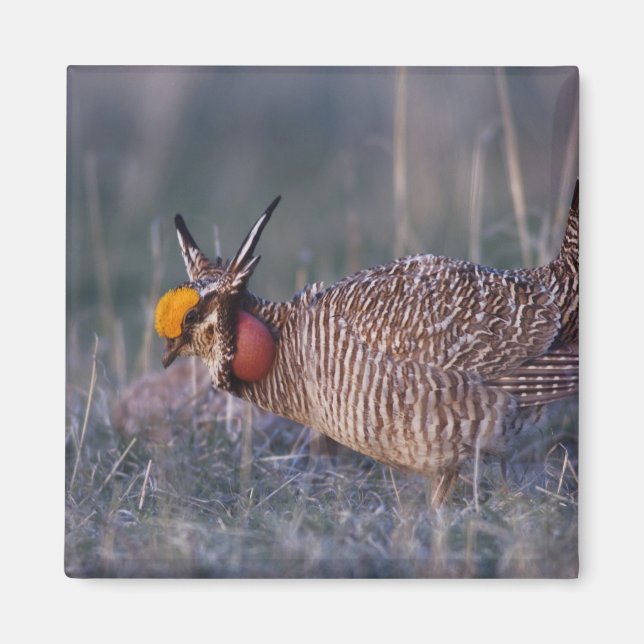 Lesser Prairie-Chicken, Tympanuchus Magnet (Front)