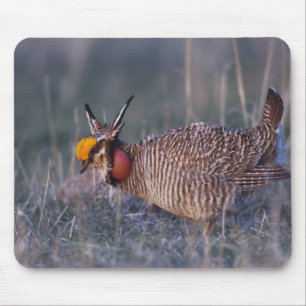 Lesser Prairie-Chicken, Tympanuchus Mouse Pad