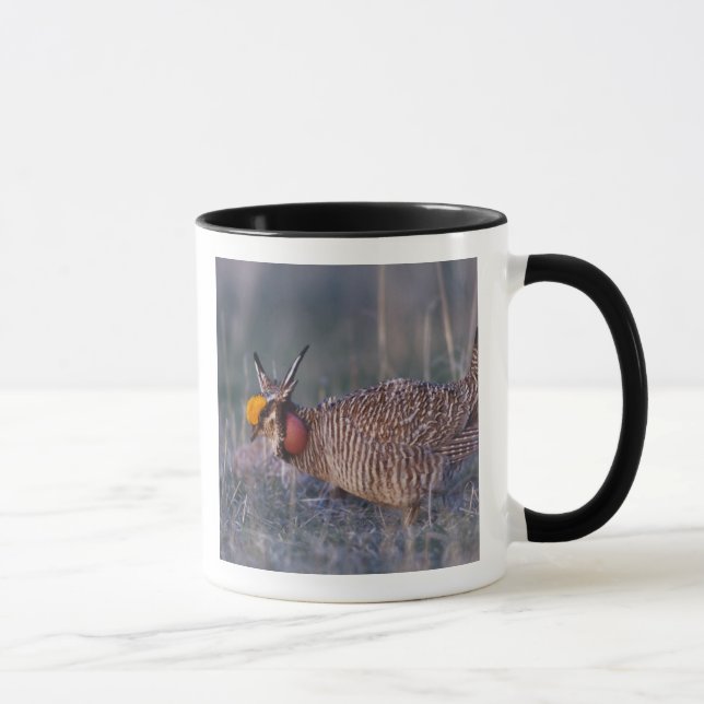 Lesser Prairie-Chicken, Tympanuchus Mug (Right)