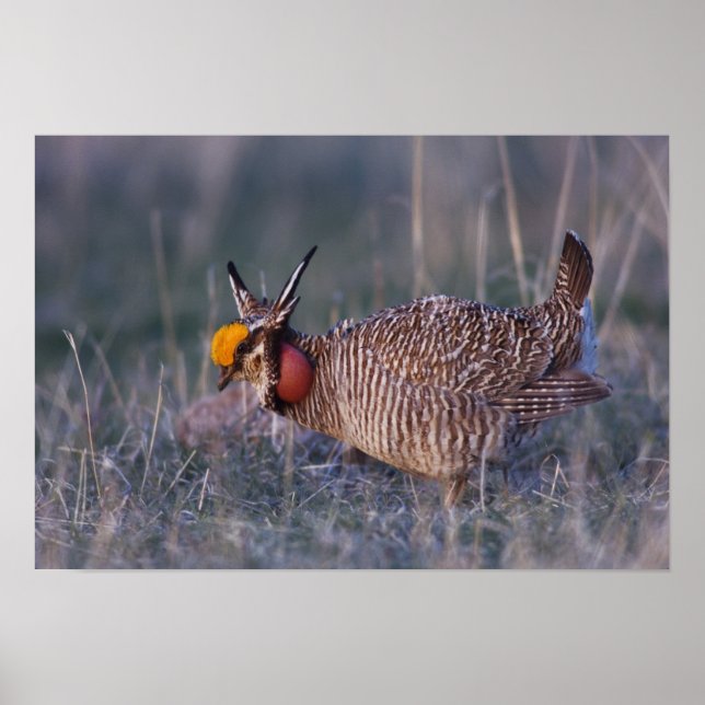 Lesser Prairie-Chicken, Tympanuchus Poster (Front)