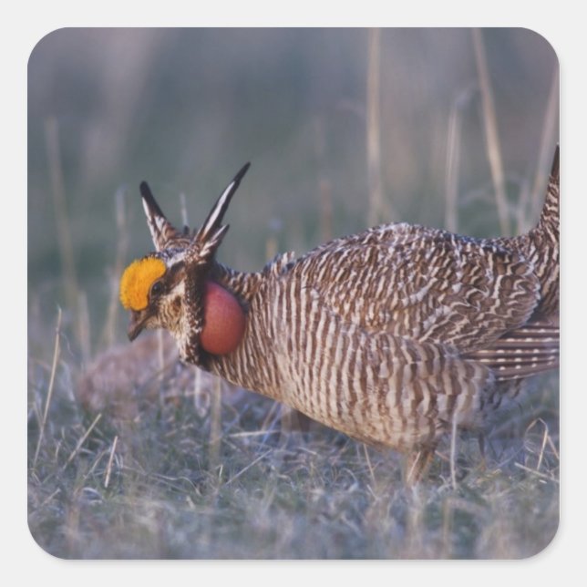 Lesser Prairie-Chicken, Tympanuchus Square Sticker (Front)