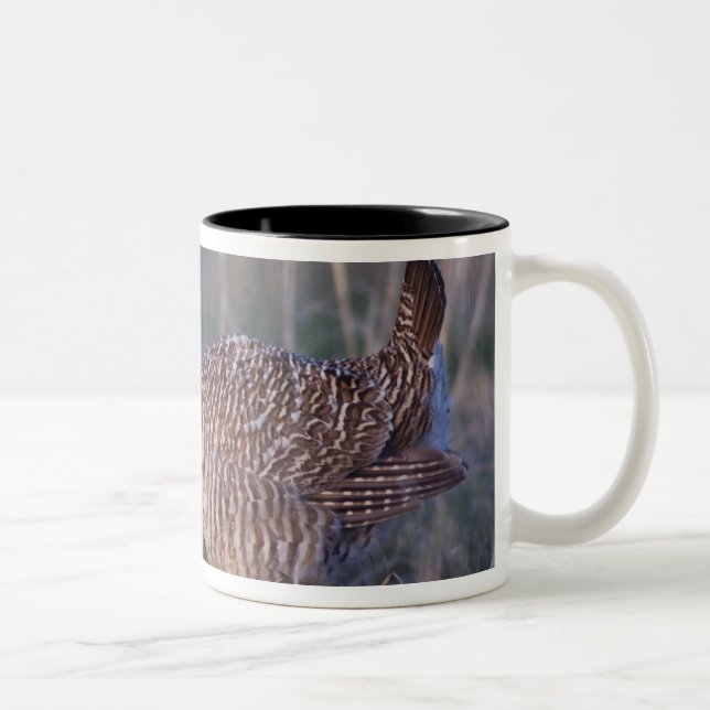 Lesser Prairie-Chicken, Tympanuchus Two-Tone Coffee Mug (Right)
