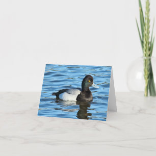 Lesser Scaup - Bluebill Duck Drake Card