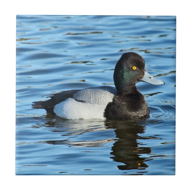 Lesser Scaup - Bluebill Duck Drake Ceramic Tile (Front)