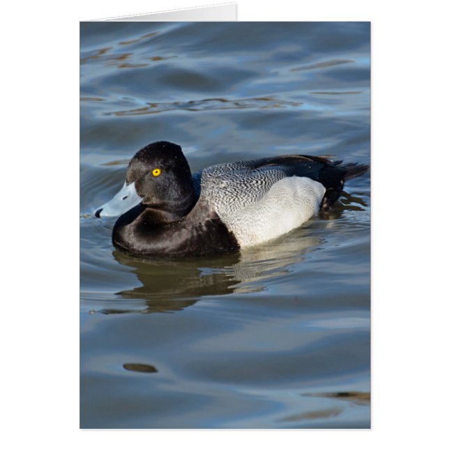 Lesser Scaup Duck (Front)