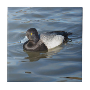 Lesser Scaup Duck Ceramic Tile
