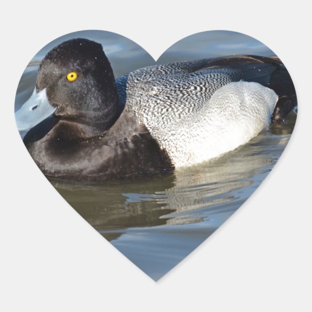 Lesser Scaup Duck Heart Sticker (Front)