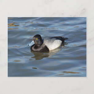 Lesser Scaup Duck Postcard