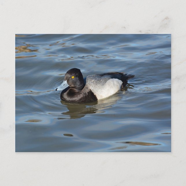 Lesser Scaup Duck Postcard (Front)