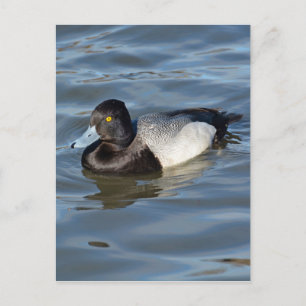 Lesser Scaup Duck Postcard