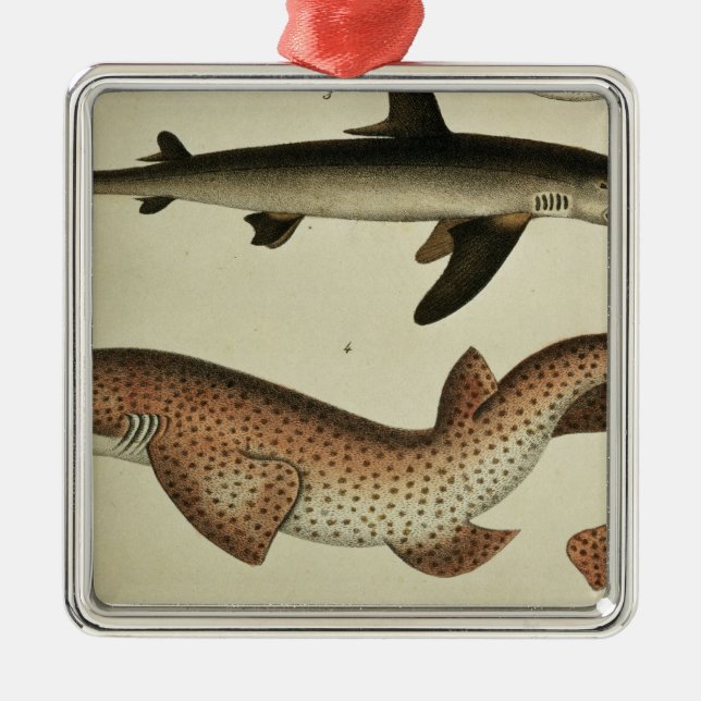 Lesser Spotted Dogfish Metal Tree Decoration (Front)