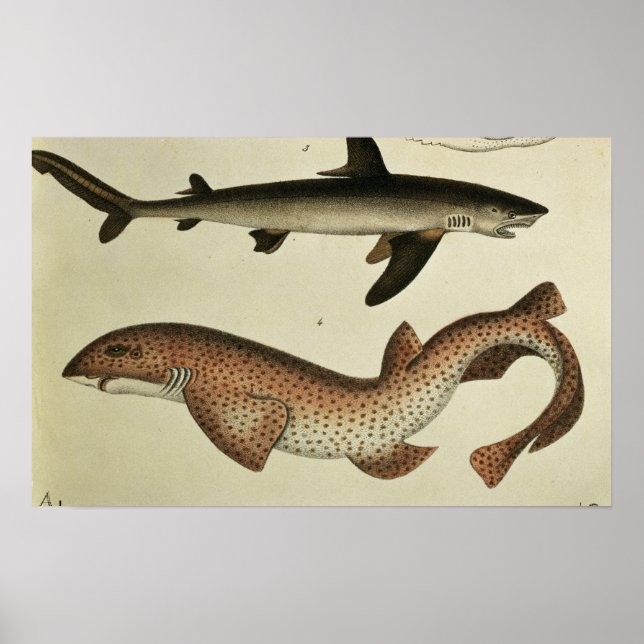 Lesser Spotted Dogfish Poster (Front)