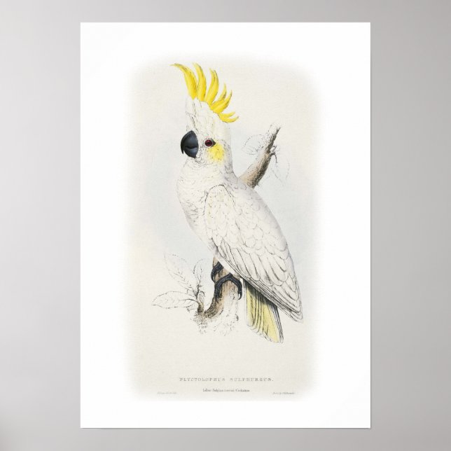 Lesser sulphur-crested cockatoo poster (Front)