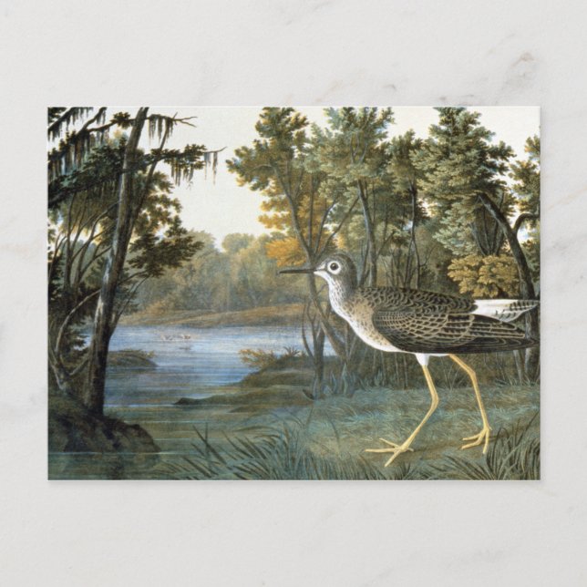 Lesser Yellowlegs Postcard (Front)