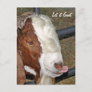 Let it Goat, Boar Billy Postcard