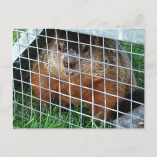 Let Me Out calendar ~ postcard