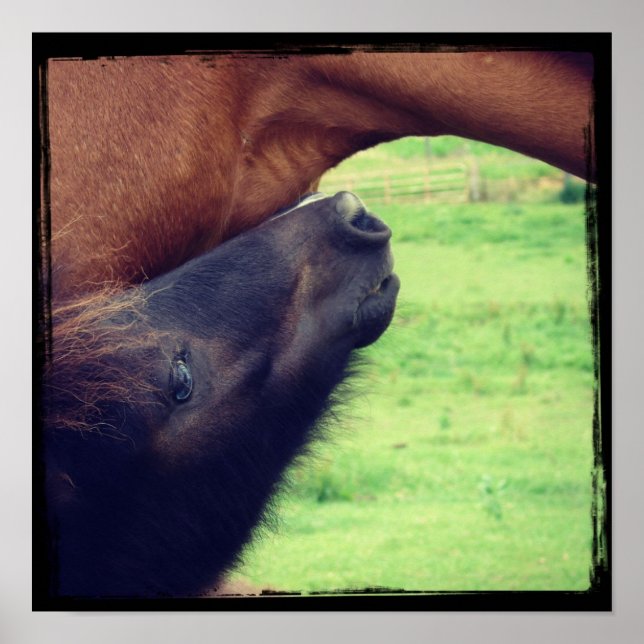 Let Me Tell You A Secret Mini Horse to Horse Poster (Front)