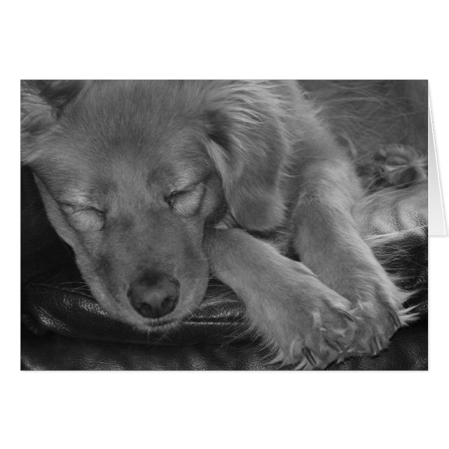 Let Sleeping Dogs Lie! (Front Horizontal)