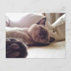 Let sleeping kitties lie postcard