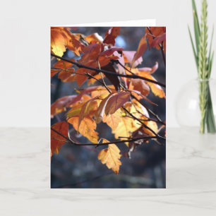 Let The Light Shine Through Card