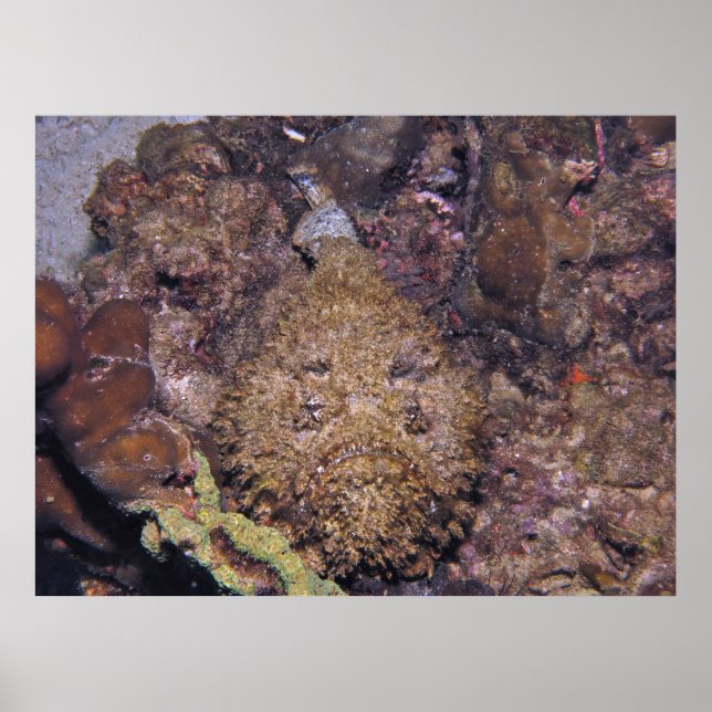Lethal Stonefish Poster (Front)